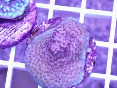 画像2: No.12 CE　Acro Hyacinth Pink Tip (2)
