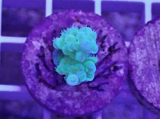 画像1: No.14 CE　Acro Tenuis Green (1)