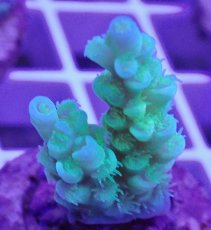 画像2: No.14 CE　Acro Tenuis Green (2)