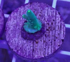 画像1: No.15 CE　Acro Loripes Mint Green (1)