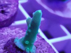画像2: No.15 CE　Acro Loripes Mint Green (2)