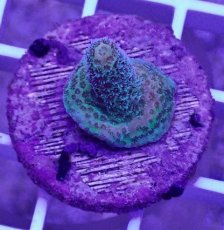 画像1: No.16 CE　Acro Mille Green (1)