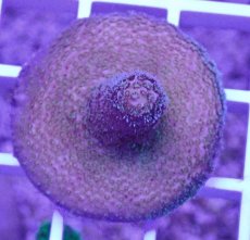 画像1: No.17 CE　Acro Mille Purple (1)