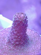 画像2: No.17 CE　Acro Mille Purple (2)