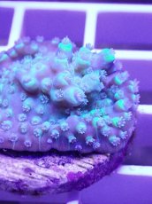 画像2: No.19 CE　Acro Pearl Ghost (2)