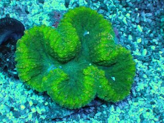 カリブシー CSライフロック：海水用品 ～神畑養魚株式会社～