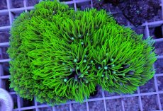 画像1: No.11 スターポリプ　フルメタリックグリーン　　【人気No.1】 (1)
