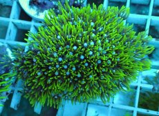 画像1: No.28 スターポリプ　メタリックグリーン (1)