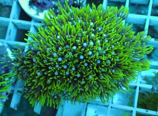 スターポリプを買うならアクアスタイルユー｜大阪からサンゴを全国に