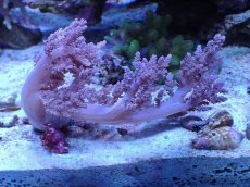 画像1: No.3 沖縄産スジチヂミトサカ　パープル (1)