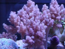 画像2: No.5 沖縄産スジチヂミトサカ　パープル (2)