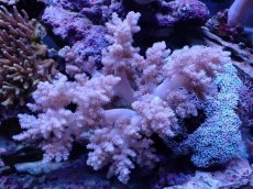 画像1: No.7 沖縄産スジチヂミトサカ　パープル (1)