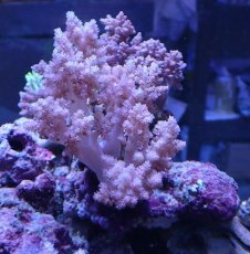画像1: No.9 沖縄産スジチヂミトサカ　パープル (1)