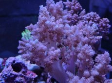 画像2: No.9 沖縄産スジチヂミトサカ　パープル (2)