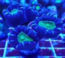画像1: Ｎｏ．２　フィジー産 ネジレタバネサンゴ　ツートン (1)