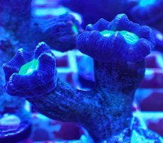 画像1: Ｎｏ．３　フィジー産 ネジレタバネサンゴ　ツートン (1)