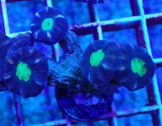 画像1: Ｎｏ．８　フィジー産 ネジレタバネサンゴ　ツートン (1)
