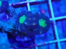 画像2: Ｎｏ．８　フィジー産 ネジレタバネサンゴ　ツートン (2)