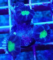画像1: Ｎｏ．１３　フィジー産 ネジレタバネサンゴ　ツートン (1)