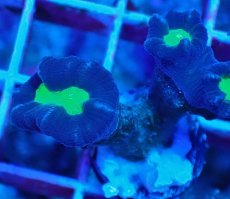画像2: Ｎｏ．２２　フィジー産 ネジレタバネサンゴ　ツートン (2)