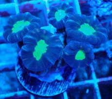 画像1: Ｎｏ．２５　フィジー産 ネジレタバネサンゴ　ツートン (1)
