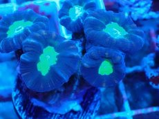画像2: Ｎｏ．２５　フィジー産 ネジレタバネサンゴ　ツートン (2)