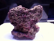 画像4: No.1 オリジナルライブロック 1.7kg (4)