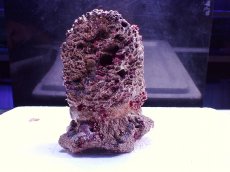 画像3: No.7 オリジナルライブロック 1ｋｇ (3)