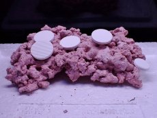 画像3: No.4 人工ライブロック 0.6kg (3)