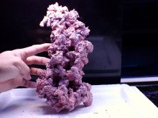 画像3: No.8 人工ライブロック 0.95kg (3)