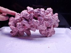 画像2: No.2 人工ライブロック 0.95kg (2)