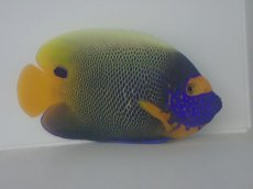 画像2: ブルーフェイスエンゼル　１５cm前後 (2)