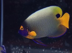画像1: ブルーフェイスエンゼル　19cm前後 (1)