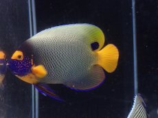 画像2: ブルーフェイスエンゼル　19cm前後 (2)