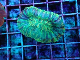 サンゴ育成LED照明 SPECTRA スペクトラ SP200 - AQUASTYLE YOU（アクア