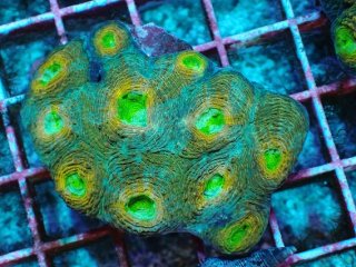 No.1 サンゾアンシッド スーパーグリーン 2ポリプ 【珍しい、レアな