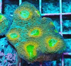 画像1: No.4 ヒラタオオトゲキクメイシ マルチカラー (1)