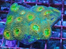 画像1: No.9 ヒラタオオトゲキクメイシ マルチカラー (1)
