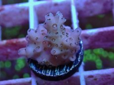 画像1: No.5　フィジー産 浅場ミドリイシ (1)
