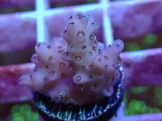 画像2: No.5　フィジー産 浅場ミドリイシ (2)