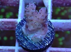 画像1: No.12　フィジー産 浅場ミドリイシ (1)