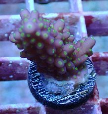 画像1: No.13　フィジー産 浅場ミドリイシ (1)