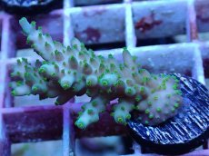 画像1: No.20　フィジー産 スゲミドリイシ (1)