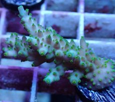 画像2: No.20　フィジー産 スゲミドリイシ (2)