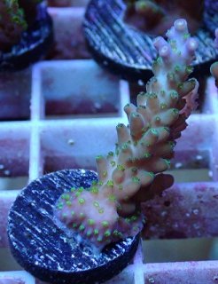 No.14 アザミハナガタサンゴ マルチカラーを買うならアクア