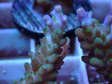 画像2: No.25　フィジー産 スゲミドリイシ (2)