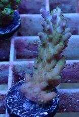 画像1: No.26　フィジー産 スゲミドリイシ (1)
