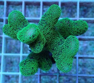 オオバナサンゴ　グリーン No.3 オオバナサンゴ を買うならアクアスタイルユー 大阪の