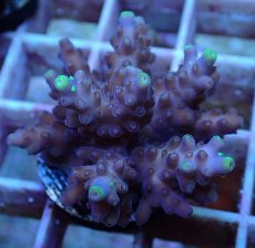画像1: No.73　フィジー産 浅場ビミドリイシ (1)