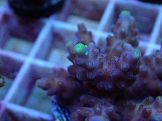 画像2: No.73　フィジー産 浅場ビミドリイシ (2)